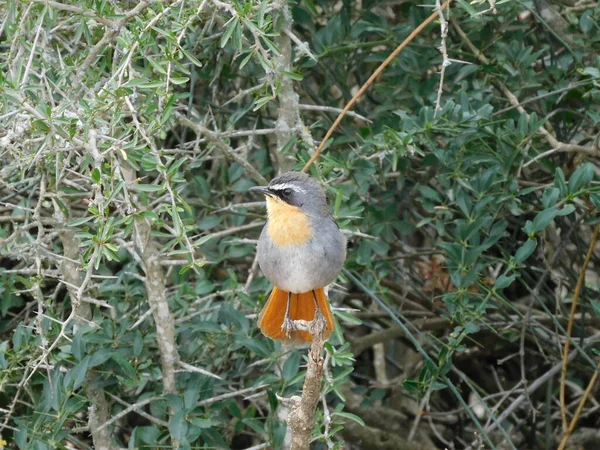 Vogel Een Boom — Stockfoto