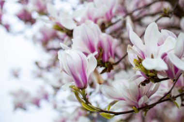 Doğal arka plan konsepti. Pembe manolya dalı. Magnolia ağacı çiçek açar. Doğanın arka planında gelişen manolya dalı. Bahar zamanı manolya çiçekleri.