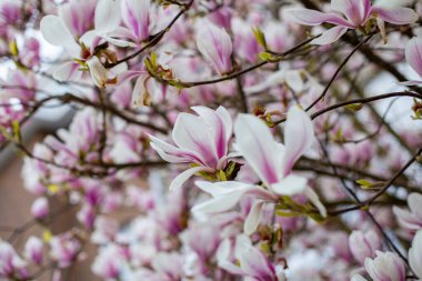 Doğal arka plan konsepti. Pembe manolya dalı. Magnolia ağacı çiçek açar. Doğanın arka planında gelişen manolya dalı. Bahar zamanı manolya çiçekleri.