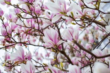 Doğal arka plan konsepti. Pembe manolya dalı. Magnolia ağacı çiçek açar. Doğanın arka planında gelişen manolya dalı. Bahar zamanı manolya çiçekleri.