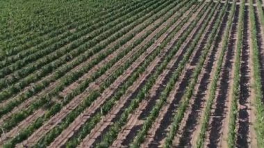 Üzüm bağlarının yukarısındaki virajda alçalan dinamik hava çekimi