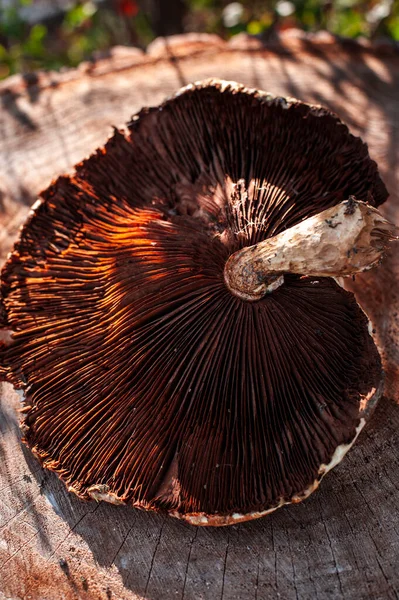 Close up of autumn sunlight on mushroom hat — Stock Photo, Image