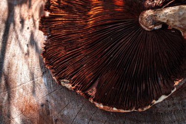 Yaban mantarı şapkasının ahşap üzerine güzel bir deseni var.