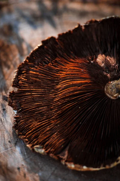 Close up photo of mushrooms hat texture — Stock Photo, Image