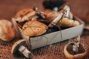 Kibrit kutusuna toplanmış bir sürü yenilebilir mantar.
