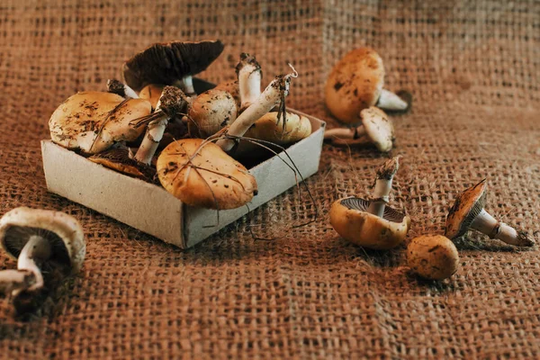 Accogliente scena di campagna di piccoli funghi in una scatola di fiammiferi posta su tessuto — Foto Stock