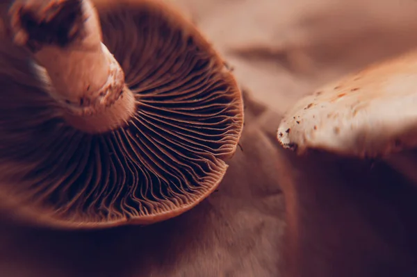 Психоделическое фото волшебных грибных шляп в теплом свете — стоковое фото