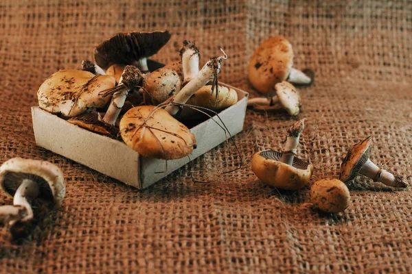 Cozy countryside scene of tiny mushrooms in a matchbox placed on woven fabric — Stock Image Cozy countryside scene of tiny mushrooms in a matchbox placed on woven fabric Stock Picture