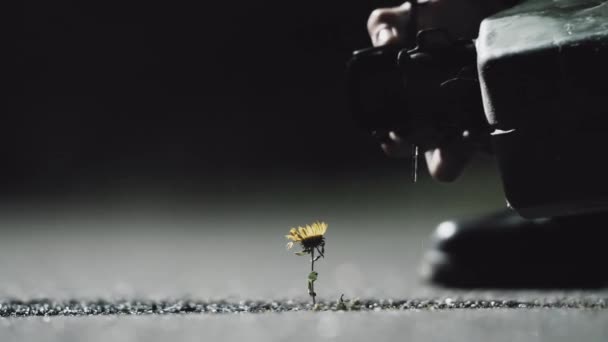 Człowiek w ciężkich butach używa kanistra z gazem, żeby zalać benzyną mały kwiatek. — Wideo stockowe