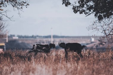İki saldırgan keçi birbirlerinin önünde durup dövüşmeye hazırlanıyorlar.