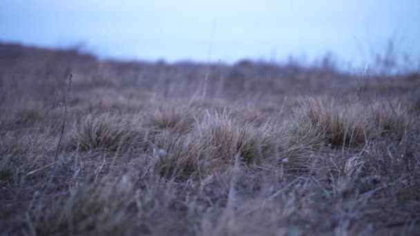 Zamknij pęd suchej żółtej trawy na wietrznej dolinie pod zachmurzonym jesiennym niebem — Wideo stockowe