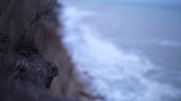 Närbild av torkade örter på kanten av klippan i blåsig sen höstdag — Stockvideo