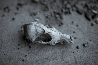 Yağmurla yontulmuş yaşlı köpek kafatası çimentoda yatıyor.