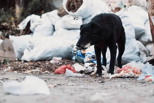 Yaşlı evsiz köpek hurdalıkta çöp yiyor.