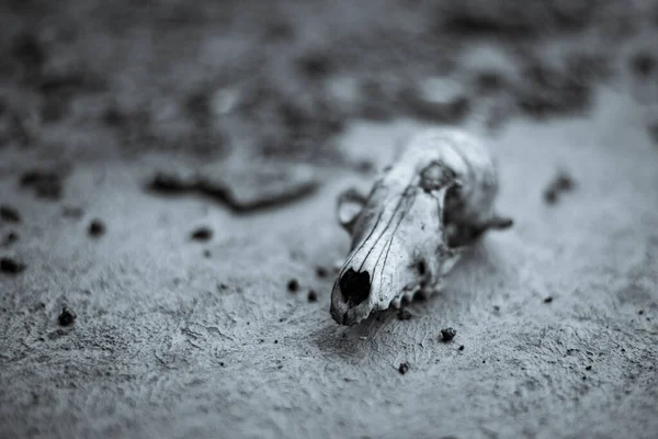 Old dogs skull whited with rains lie on cement — Stock Photo, Image