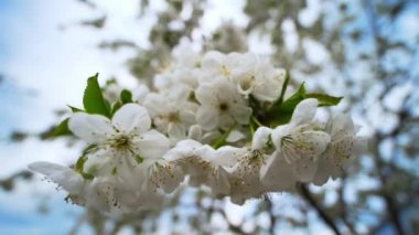 Kiraz çiçeği. Bahar doğası. Güzel beyaz çiçekli çiçek açan elma