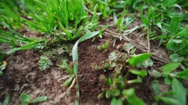 Bir sürü karınca gündüz vakti açık havada hızla hareket ediyor.