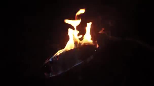 Pousse de nuit de la torche flamboyante. — Video