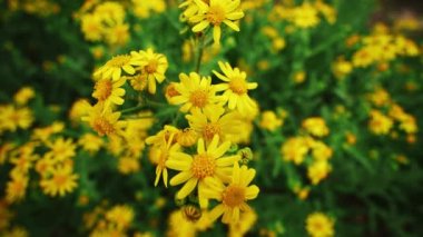 Bahçedeki parlak sarı çiçeklere bakıyorum. 