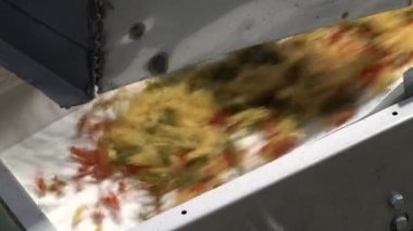 Makarna ve Erişte Fabrikası. Fusilli ya da Rotini 'yi taşıma bandından atmak.