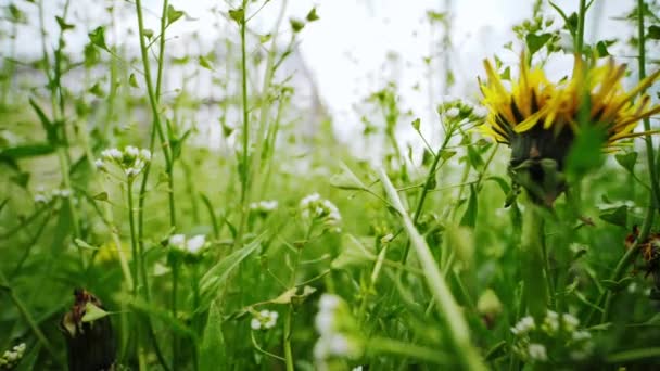 Imágenes macro de movimiento entre plantas de campo y flores — Vídeos de Stock