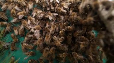 Yakından çekilen bal peteğinin yeşil tarafı arı sürüsüyle doluydu.. 
