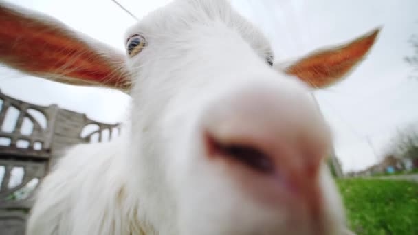 Schließen breiten Trieb eines weißen Ziegengesichts, das einen Stock auf einem grünen Dorfgras kaut — Stockvideo