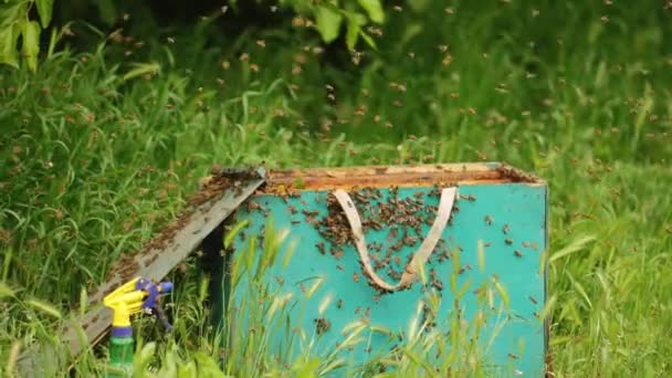 Ряд пчел, летающих вокруг зеленого деревянного улья, размещенных в саду в деревне — стоковое видео