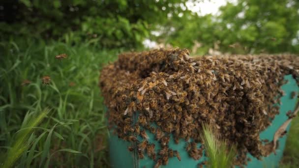 Een zwerm honingbijen die stuifmeel dragen en rond de korf vliegen. — Stockvideo