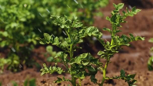 Guardando il meraviglioso verde che cresce sulla pianta di patate da campo in grandi gocce pioggia — Video Stock