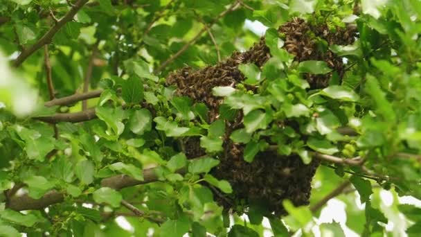 Un sacco di api volano intorno e sciamano sull'alveare selvatico all'albero della foresta — Video Stock