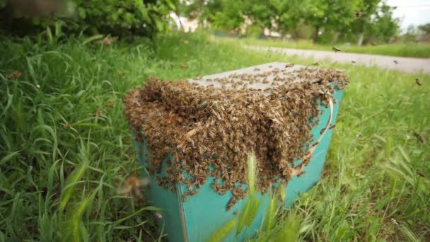 Honigbienen fliegen an bewölkten Tagen um Holzbeuten auf dem grünen Rasen im Garten — Stockvideo