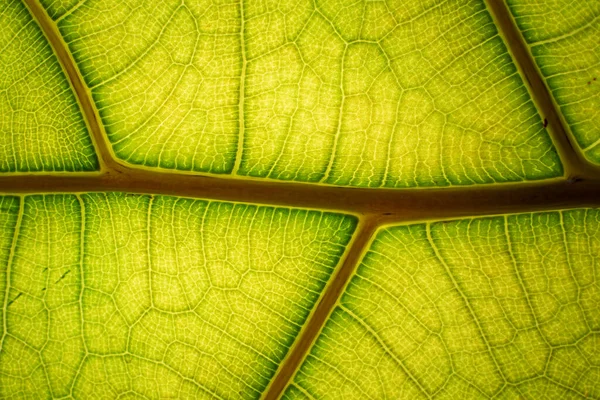 Green Leaf Texture and Backlit Structure Chlorophyll Background. — 스톡 사진