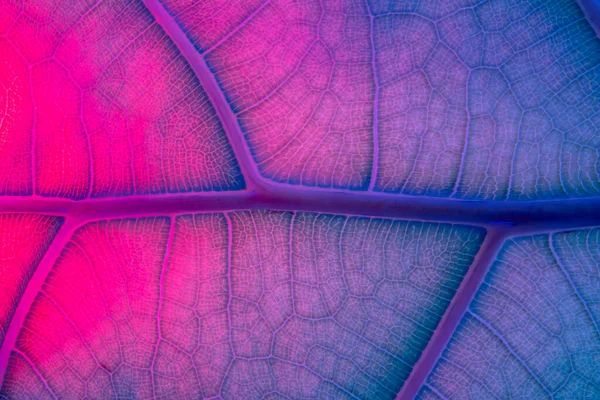 Neon fluorescens Abstrak Backlit Leaf Texture imitating veins — Stok Foto