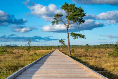 Güneş, yaz aylarında sakin günbatımında bataklık ve bataklık arazisi üzerinden bataklık üzerinden bataklık geçerek Dumme mosse Doğa Koruma Alanına yakın Jonkoping, Küçük ve İsveç.