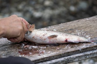 Wooden Cutting Board full of Fish Scales and Fish Fillet Preparations cutting head of fish with Traditional Indigenous Same Knife after fishing trip. clipart