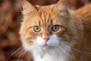 Portre Orange Cat sonbahar parkında sonbahar turuncu renkleri kameraya bakıyor..