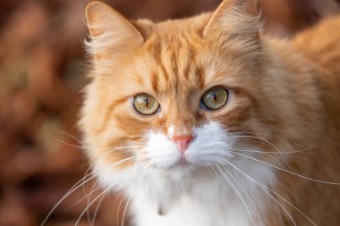 Portre Orange Cat sonbahar parkında sonbahar turuncu renkleri kameraya bakıyor..