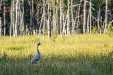 Gün batımında batan güneşle birlikte bataklık manzarasında duran Turna kuşu..