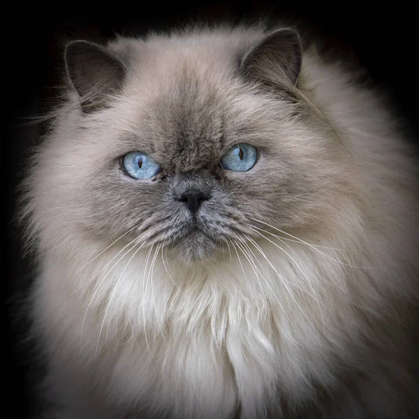 Lovely Adult Ragdoll Cat Isolated Black Background Curious Blue Eyes — Stock Photo, Image