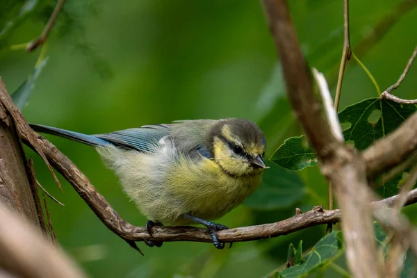 Cute Juvenile Eurasian Blue Tit Bird Green Forest Foliage Beautiful —  Fotos de Stock