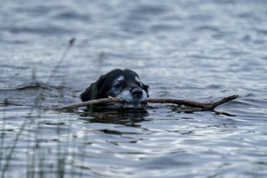 Mutlu Gülümseyen Siyah Köpek 'in portresi. Gölün kıyısındaki suya sopa sokarken. Old Golden Retriever ve Border Collie Mix..