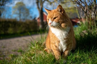 Tarım Ortamı 'nda Yeşil Çimende Akşam Güneşi Altında Yerel Turuncu Kedi Portresi. 