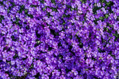 Çiçekli yatak doğası dokusu. Mor Lobelia Çiçeği tüm bahçeyi kaplıyor. Mor çiçek sahnesi.