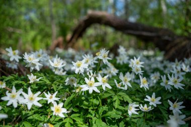 Ormandaki Anemone Ormanı 'nda sabah vakti hafif ışık altında Bahar Sahnesi tam çiçek açmış..