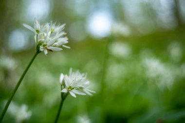 Baharın sonlarında çiçek açan yabani sarımsak (Allium ursinum).