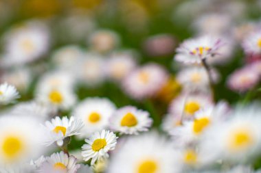 İsveç Baharı ve Yaz Çiçeği Yatağı Macro Manzarası. Beyaz ve Sarı İngiliz Daisy ve Karahindiba Çiçek Tarlaları. 