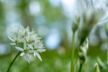 Baharın sonlarında çiçek açan yabani sarımsak (Allium ursinum).