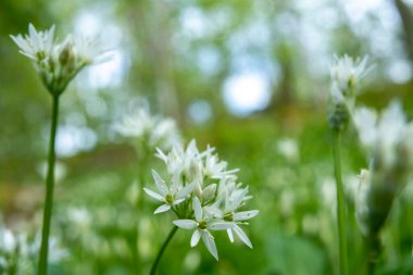 Baharın sonlarında çiçek açan yabani sarımsak (Allium ursinum).