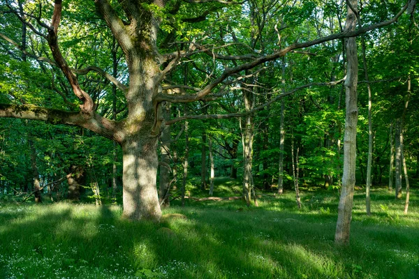 스웨덴 오스터 스카인에 다양성을 스텐쇼 부국립 공원의 푸르스름 녹색과 — 스톡 사진